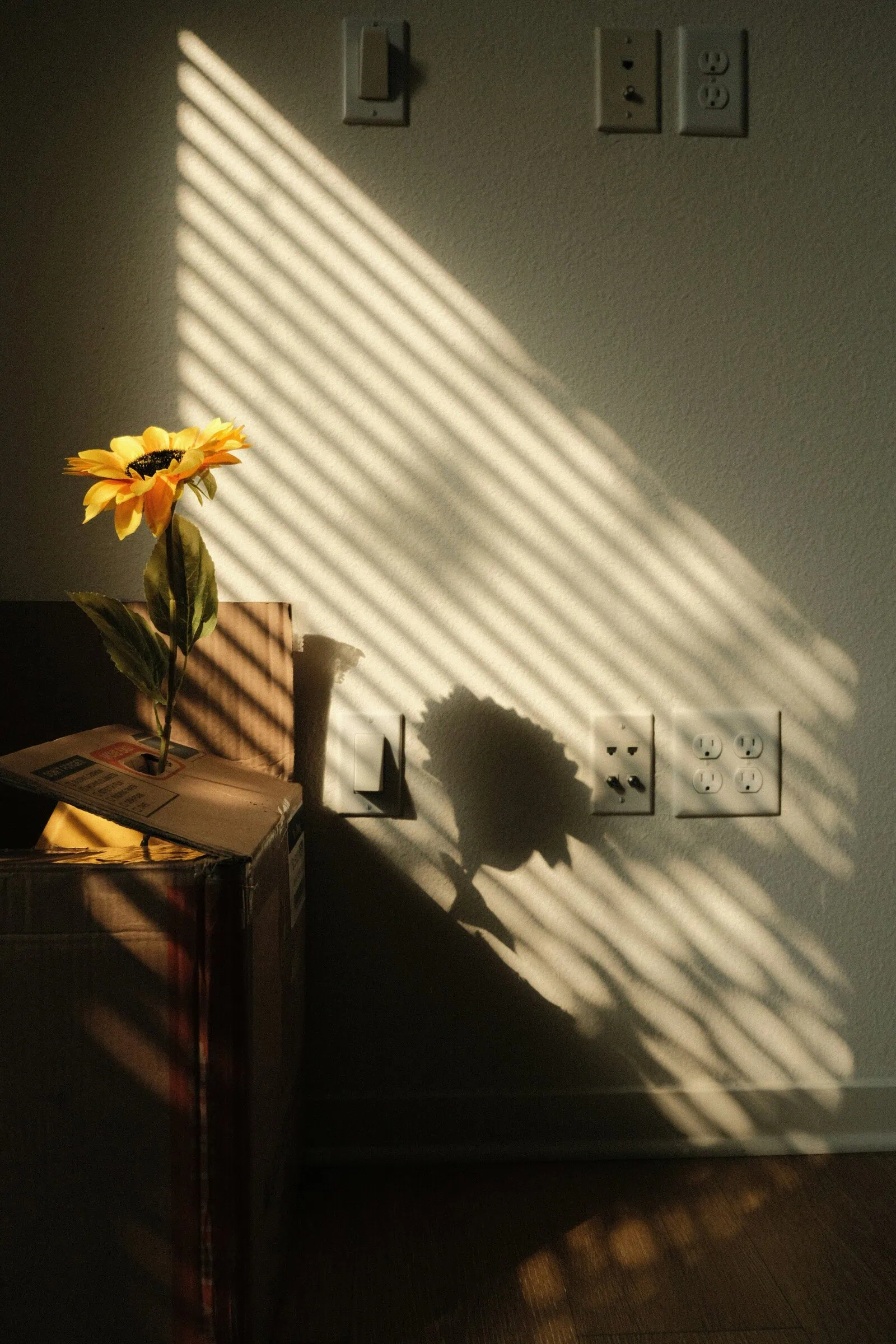 Sunlight through window